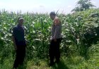 Polsek-Tarik-Ajak-Warga-Berkolaborasi-Masifkan-Giat-Ketahanan-Pangan