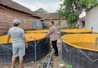 Semangat-Ketahanan-Pangan,-Bhabinkamtibmas-Apresiasi-Warga-Budidaya-Lele-Sistem-Bioflok-di-Pekarangan-Rumah