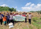 Panen-Jagung,-Polsek-Balongbendo-Dukung-Ketahanan-Pangan-di-Sidoarjo