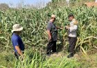 Kolaborasi-Polisi-dengan-Petani-Rawat-Tanaman-Jagung-untuk-Swasembada-Pangan