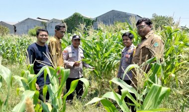 Polsek-Sukodono-Cek-Pertumbuhan-Jagung-di-Kebonagung,-Dukung-Ketahanan-Pangan